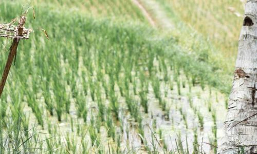 Farmer in a ricefield