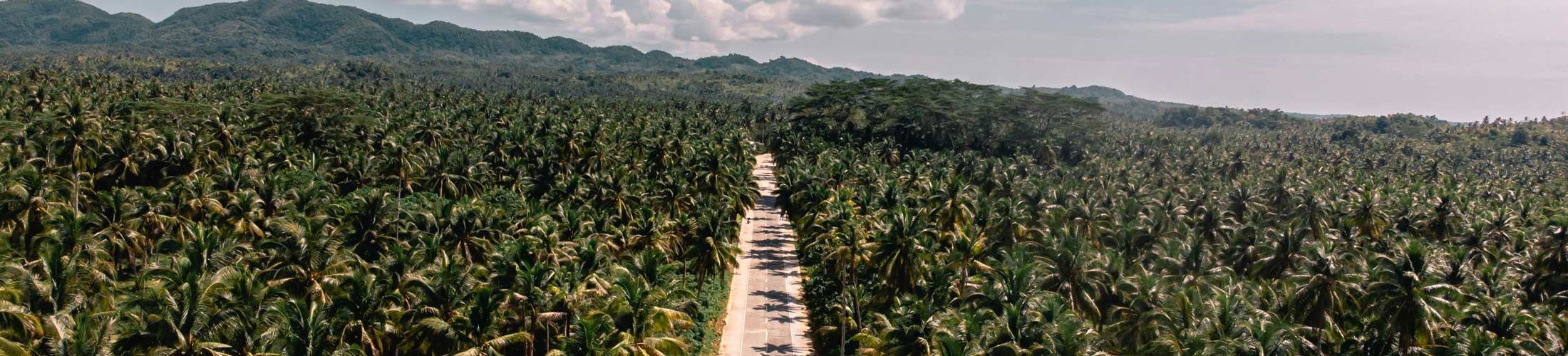 A straight road cutting through a dense palm forest