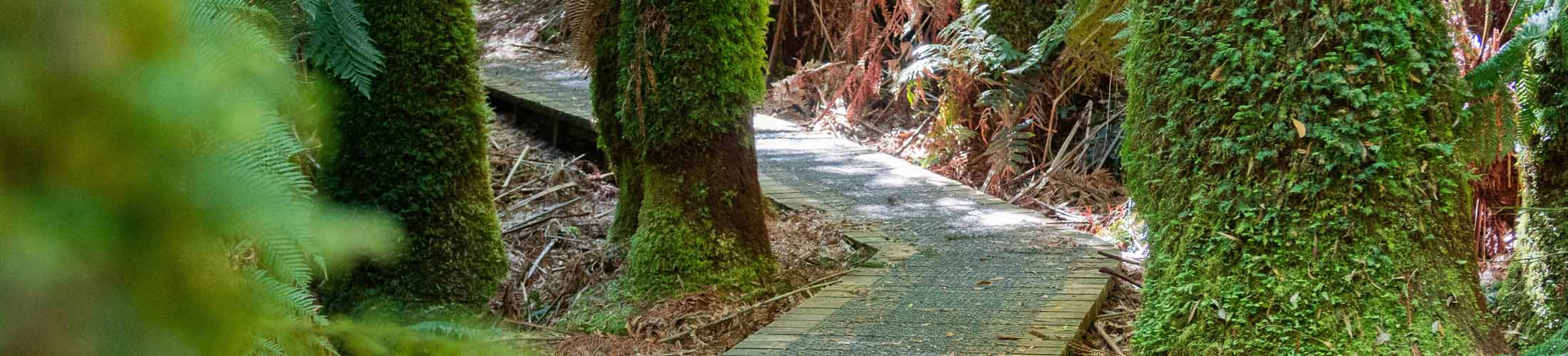 Wooden path in the forest
