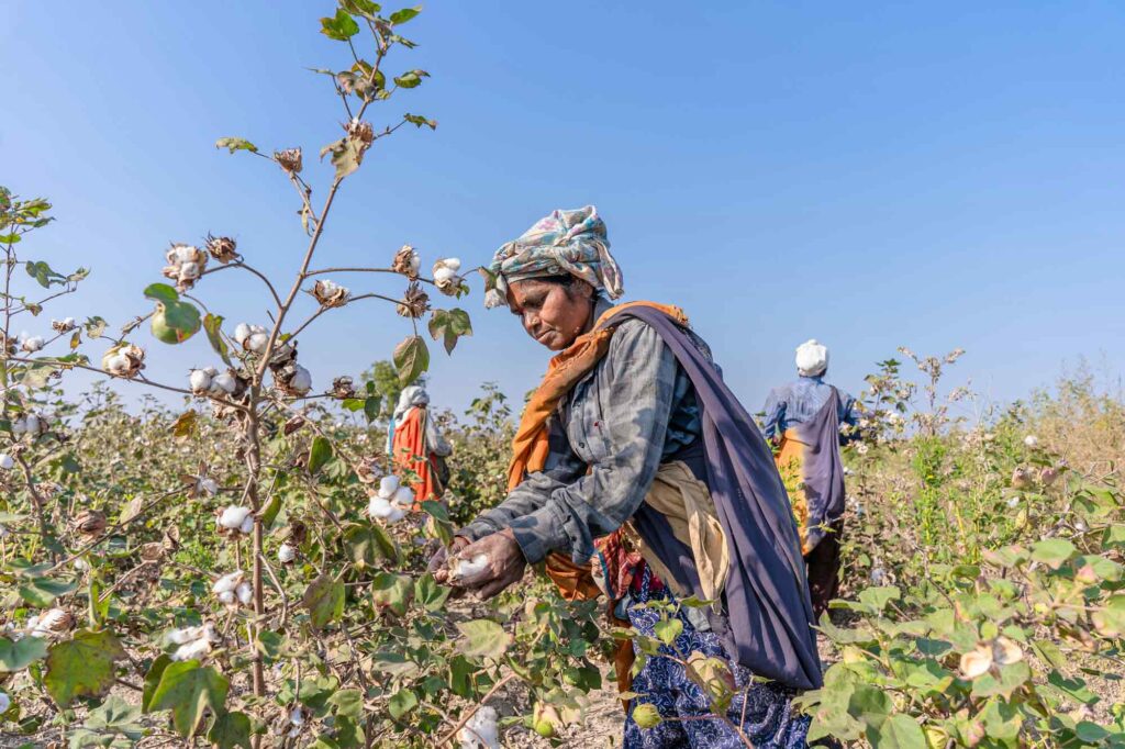 Woman on a cotton field in India