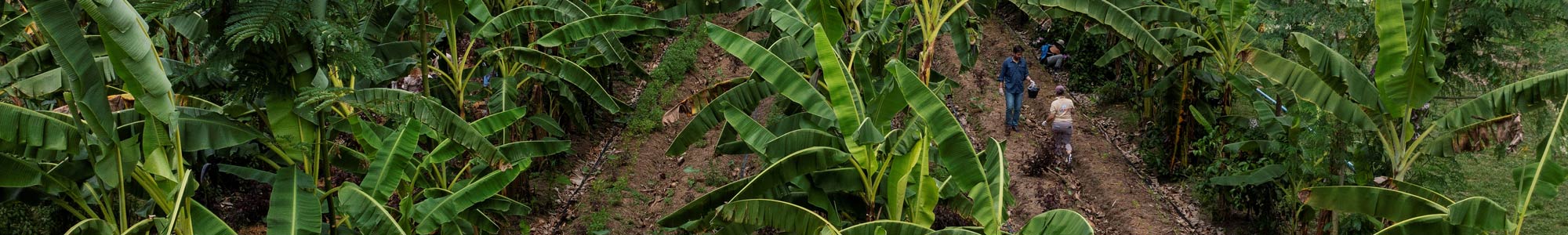 Men walking through a field of palm trees