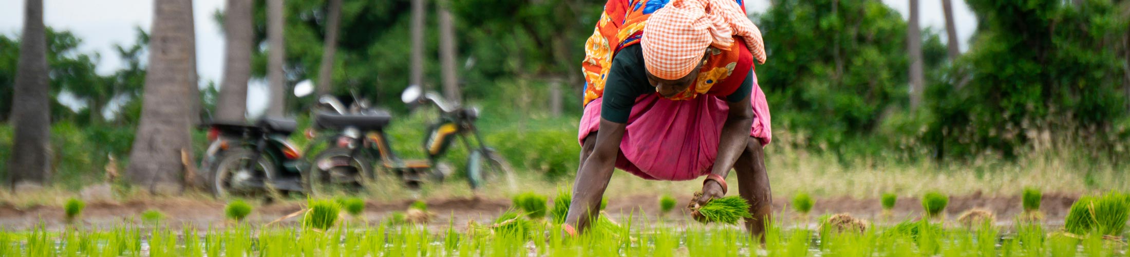 Woman harvesting in a field in Benin
