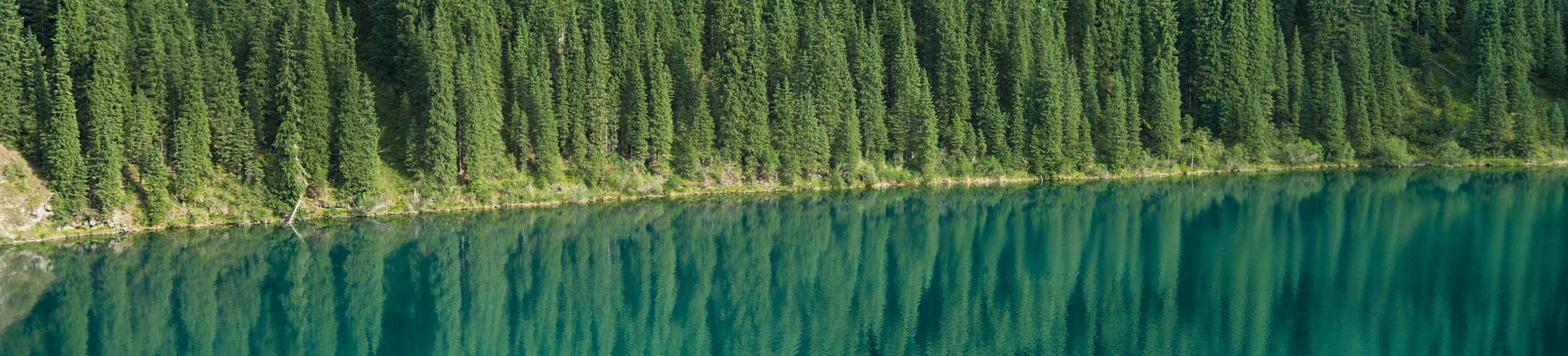Conifers reflecting in an emerald-green lake
