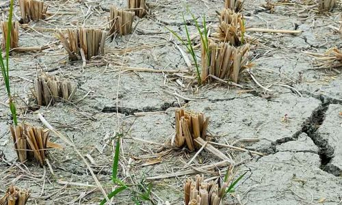 Dried out field