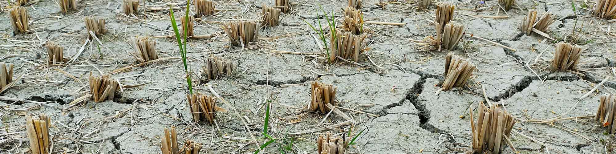 Dried out field