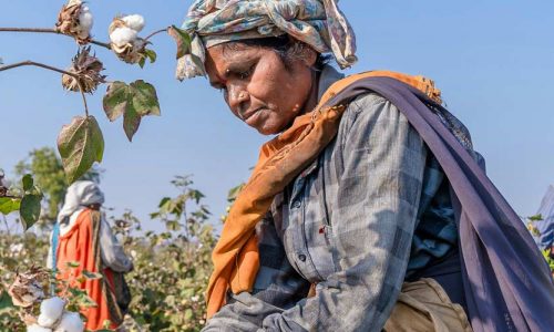 Women working in a cotton field