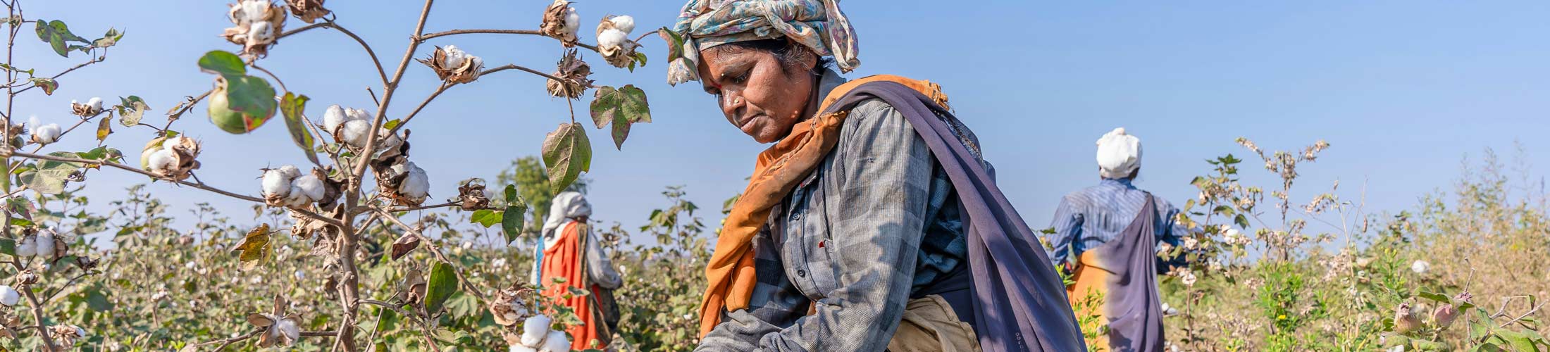 Women working in a cotton field