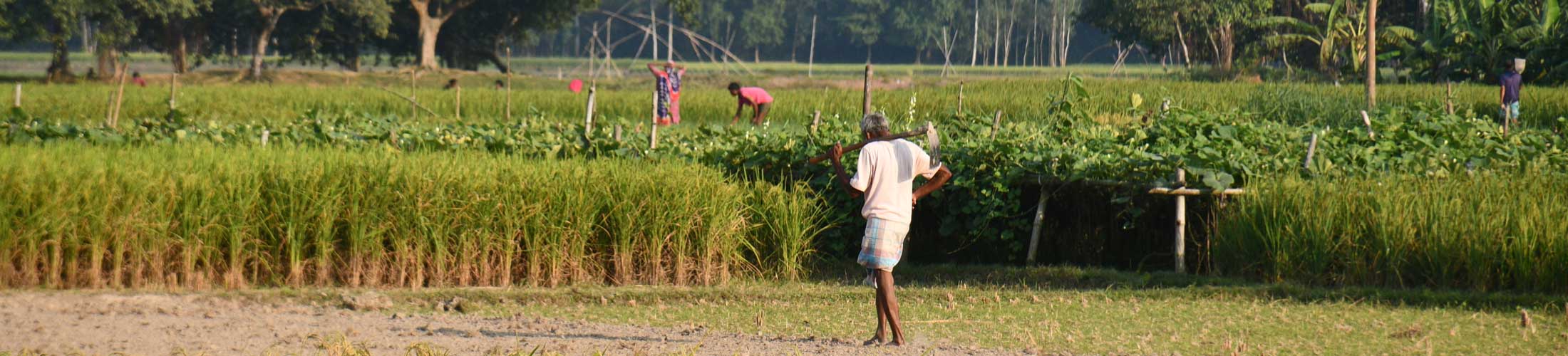 Farmers tending to their crops in a rural agricultural landscape