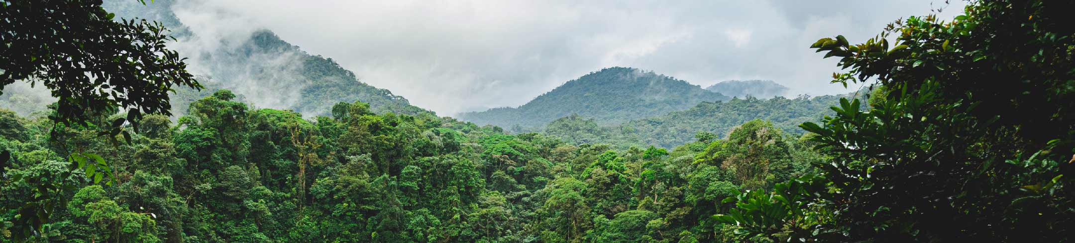 Shot of a jungle landscape with clouds