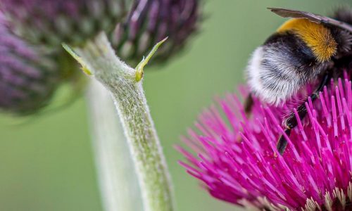 Bumblebee on a pink flower