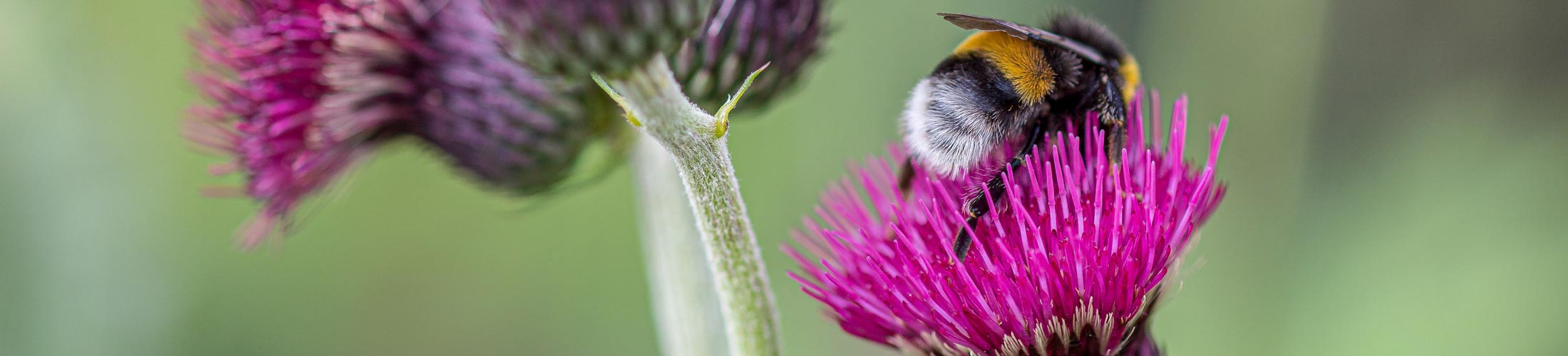 Bumblebee on a pink flower