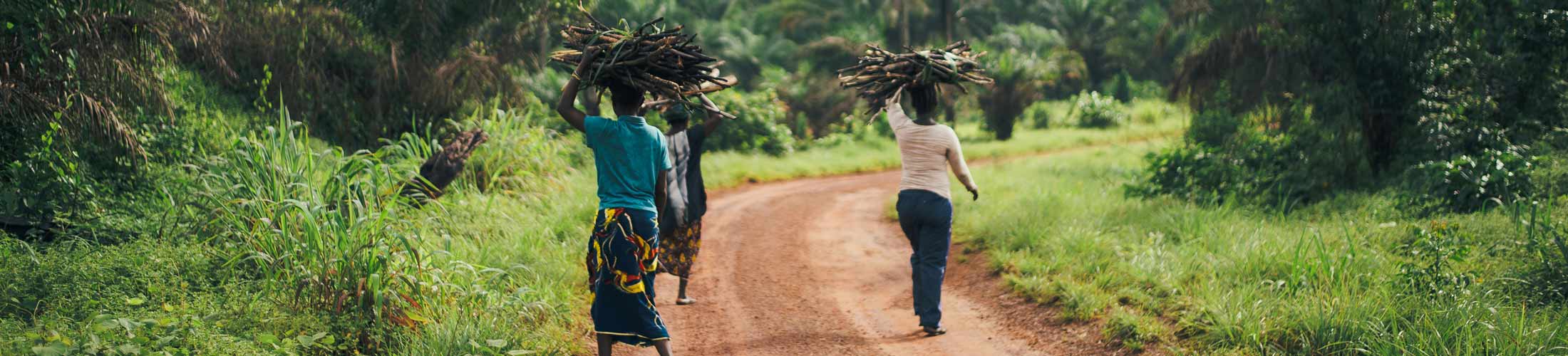 Women carrying firewood along a dirt path in a lush, green environment