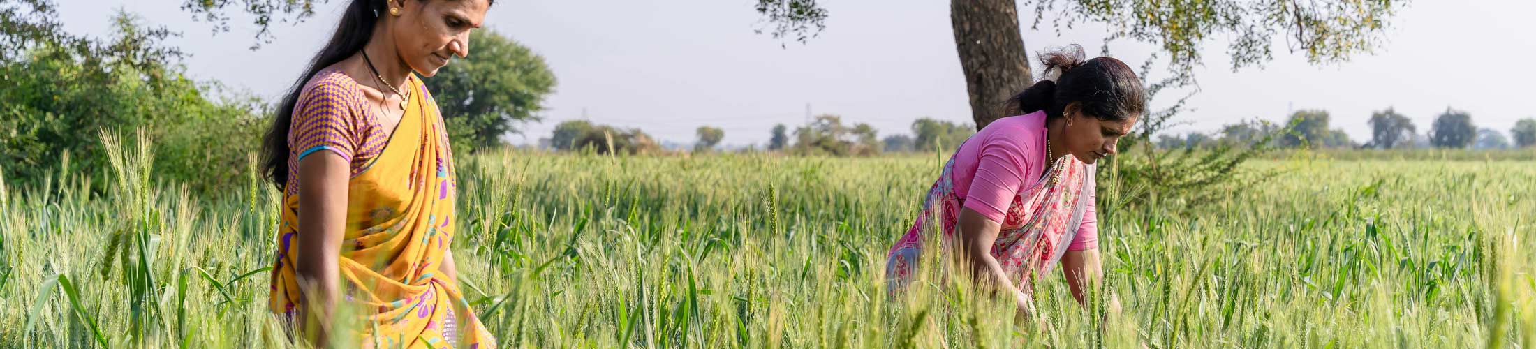 Women in a rice field
